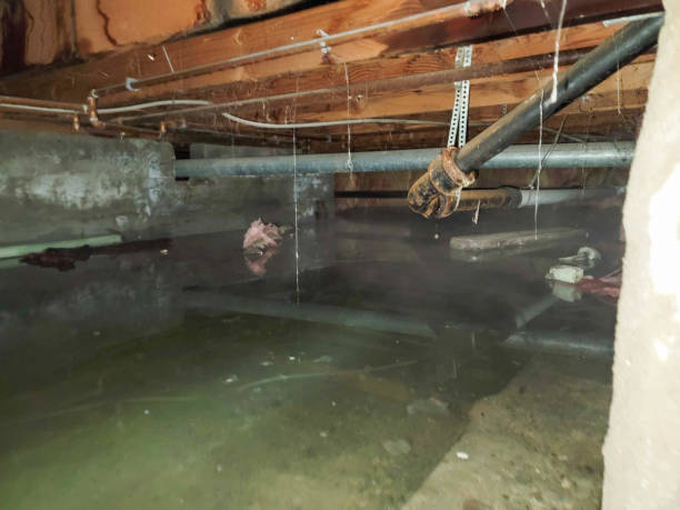 Best Sewage cleanup and water damage restoration  in Paw Paw Lake, MI